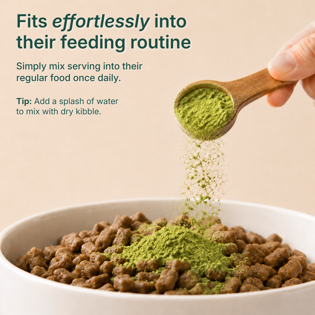 Try EverDog Daily Longevity for 7 Days - Just Pay Postage