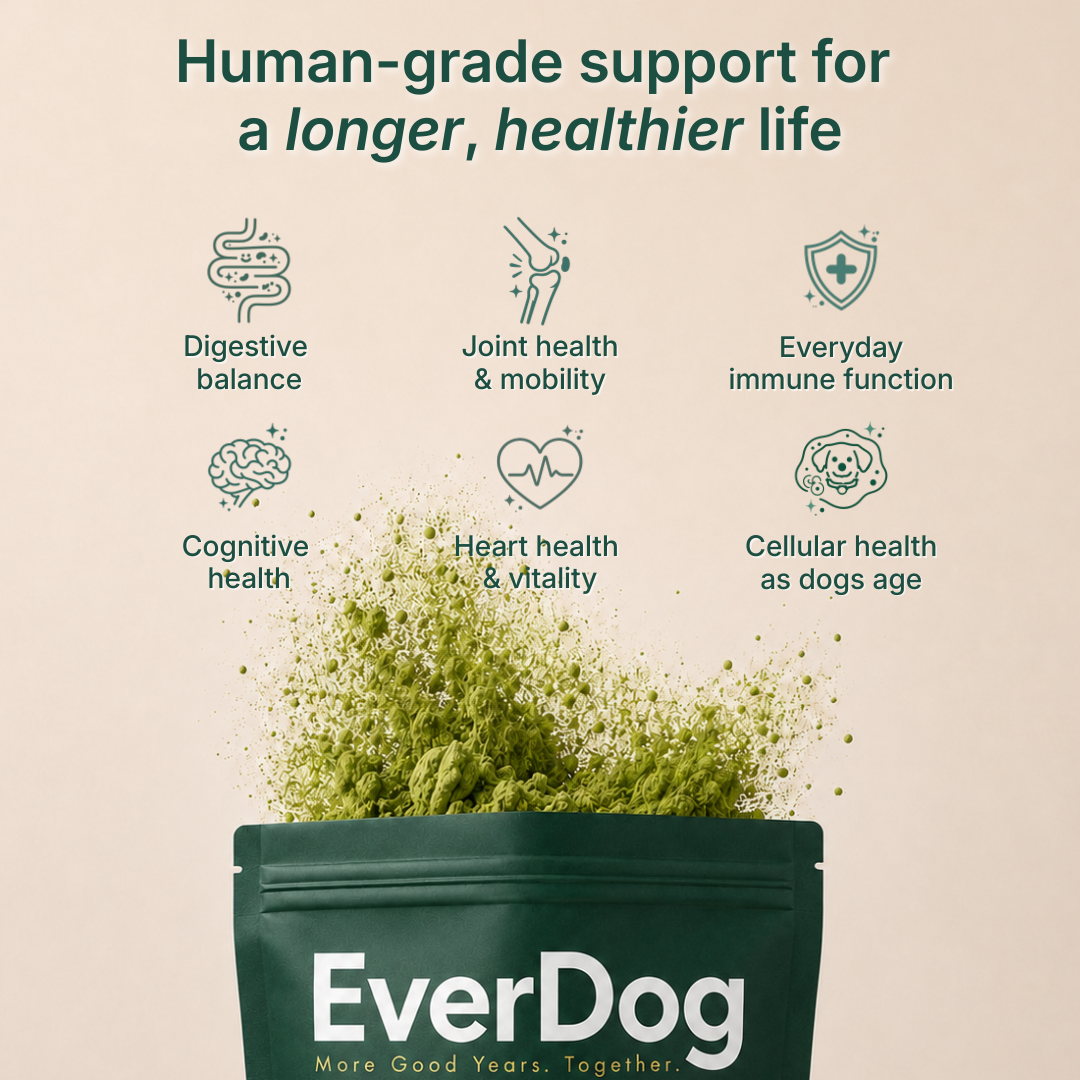 Try EverDog Daily Longevity for 7 Days - Just Pay Postage