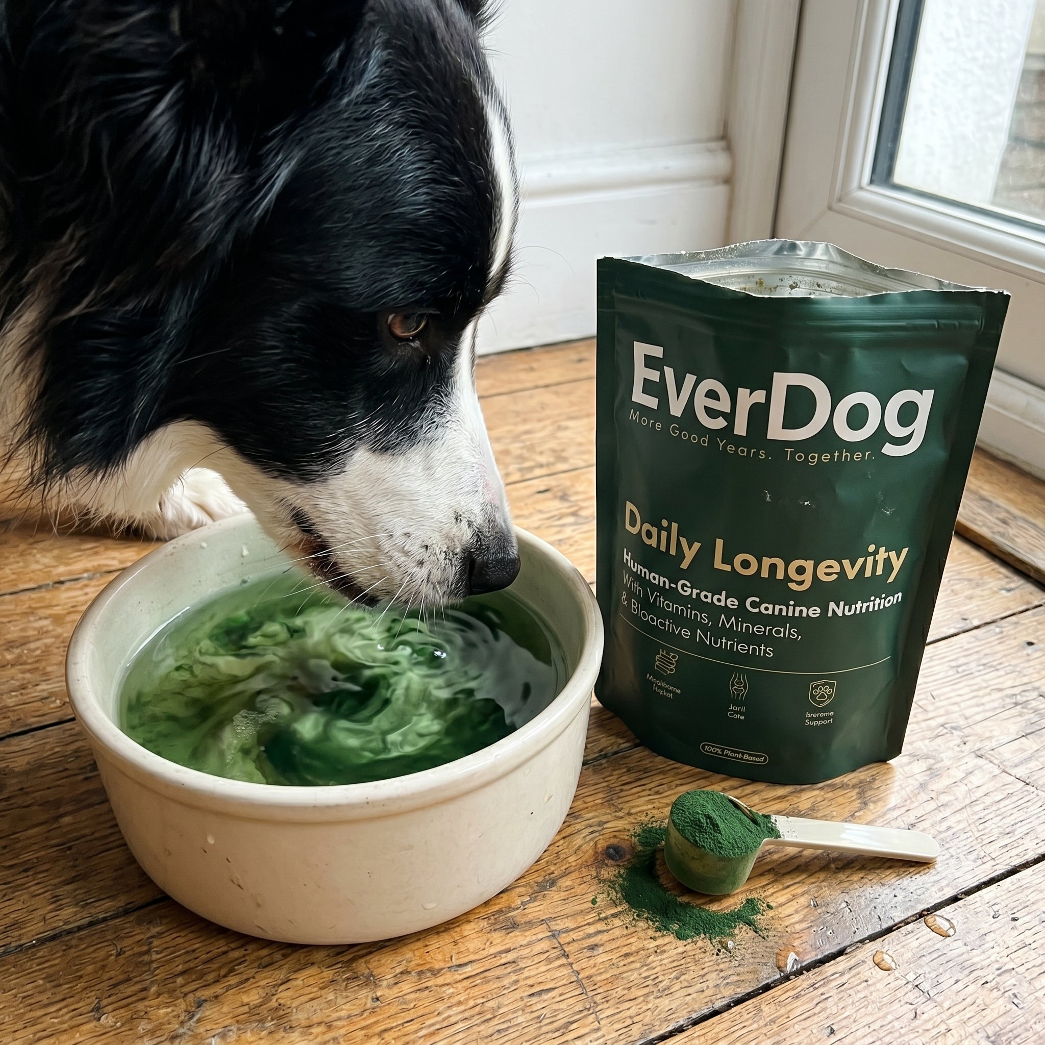EverDog