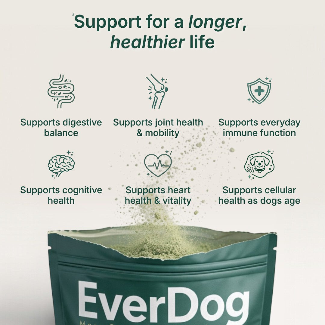 EverDog Daily Longevity formula in a dark green pouch, supporting dog health with icons for digestion, joints, immunity, brain, heart, and cellular health.