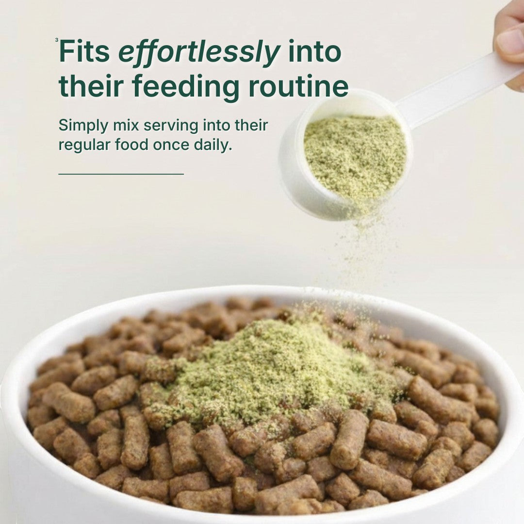 EverDog Daily Longevity healthy aging formula powder being sprinkled onto dog kibble in a white bowl.