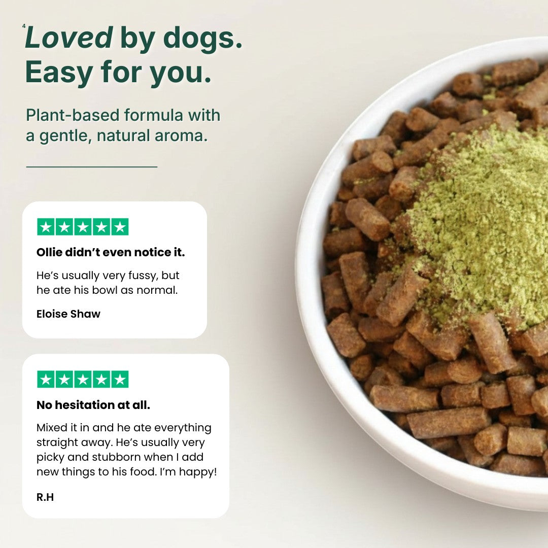 EverDog plant-based dog food kibble with green powder topping in a white bowl.