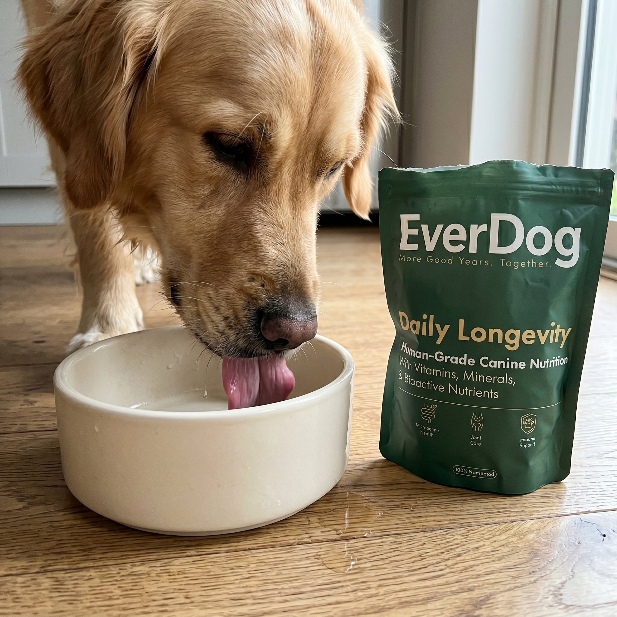 EverDog