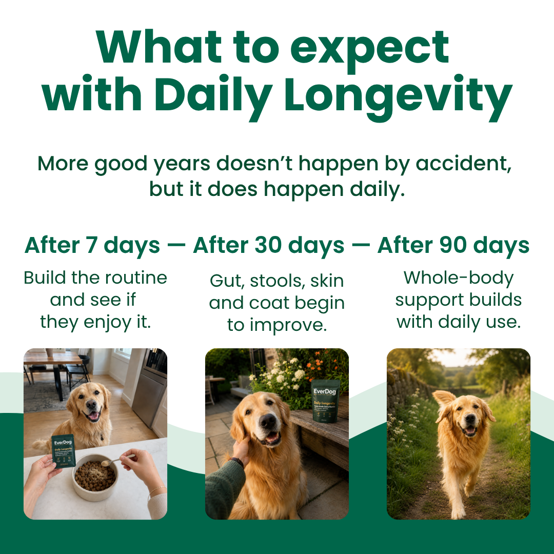 Try EverDog Daily Longevity for 7 Days - Just Pay Postage